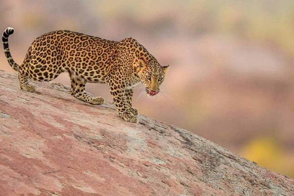 Jawai Leopard Hills